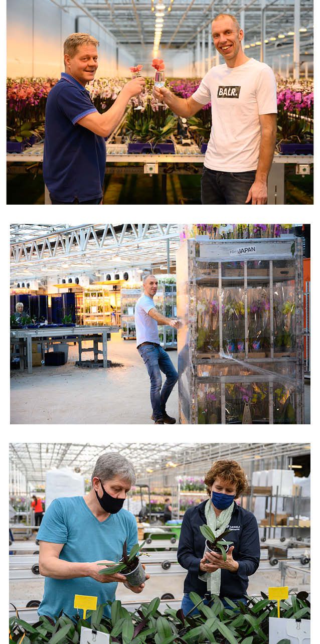 foto collage kwekerij de molenhoek proosten, karren trekken en wortelgroei beoordelen