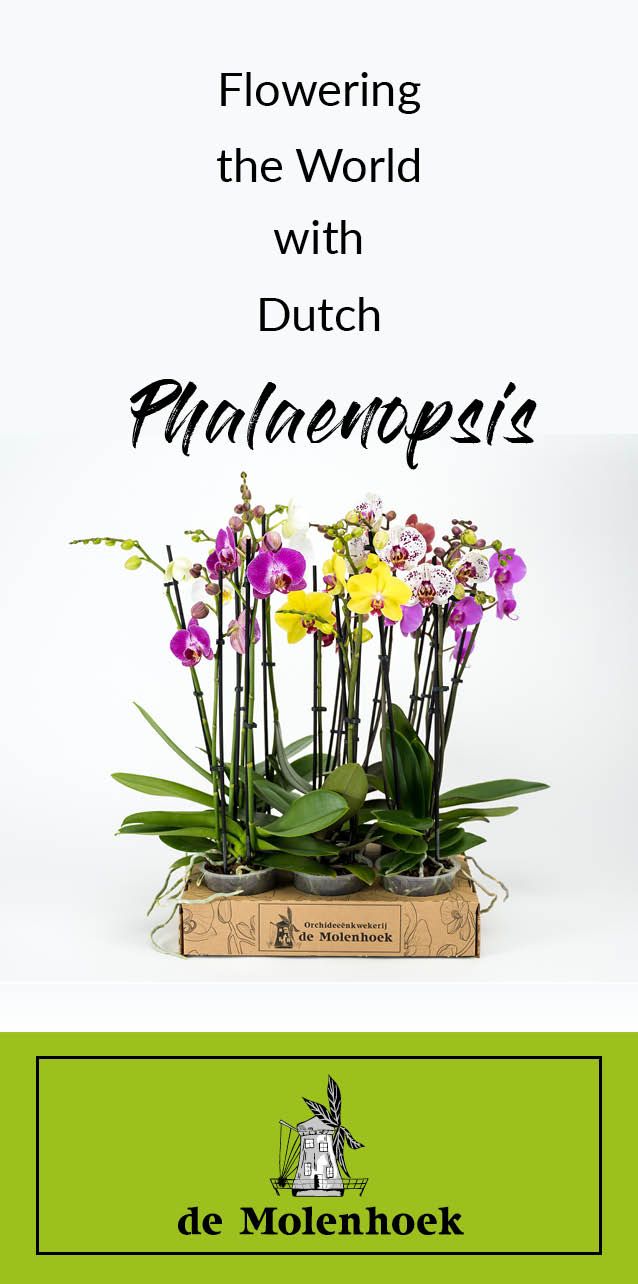 Foto van cardboard tray met Phalaenopsis met de tekst Flowering the world with Phalaenopsis