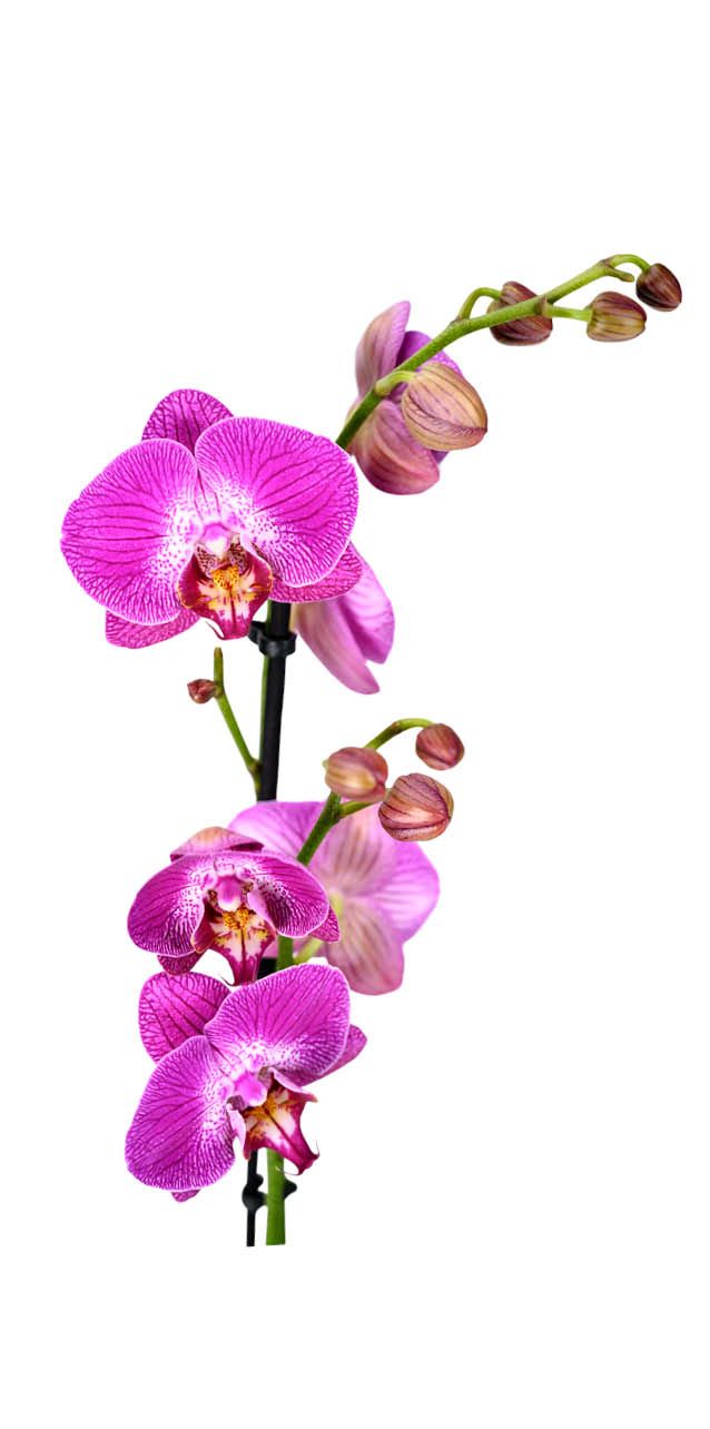 Detailfoto van zes knoppen en zes phalaenopsis bloemen in de kleurstelling magenta en wit aan een tak.