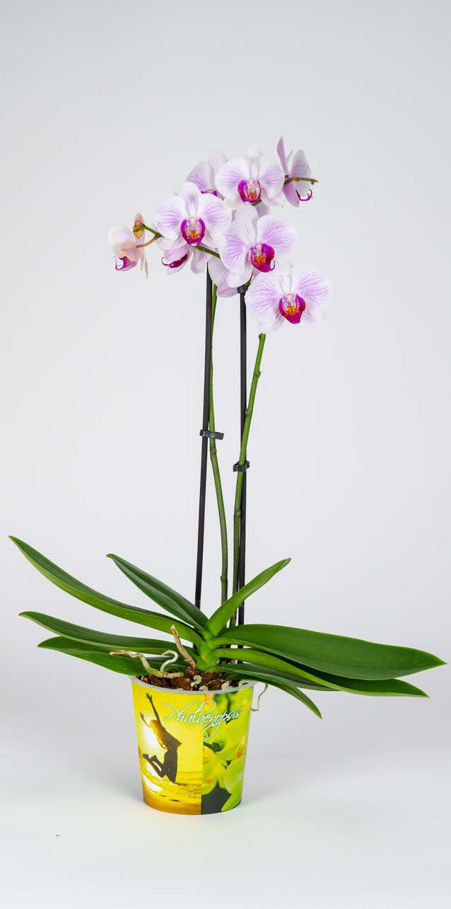 wit met paarsroze phalaenopsis met om de pot en groene fotohoes