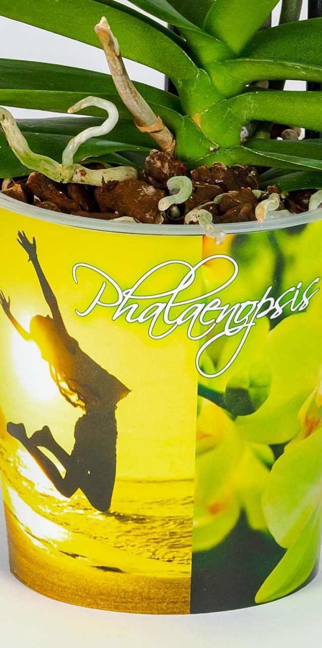 phalaenopsis met groene gedrukte kartonnen hoes om potje 
