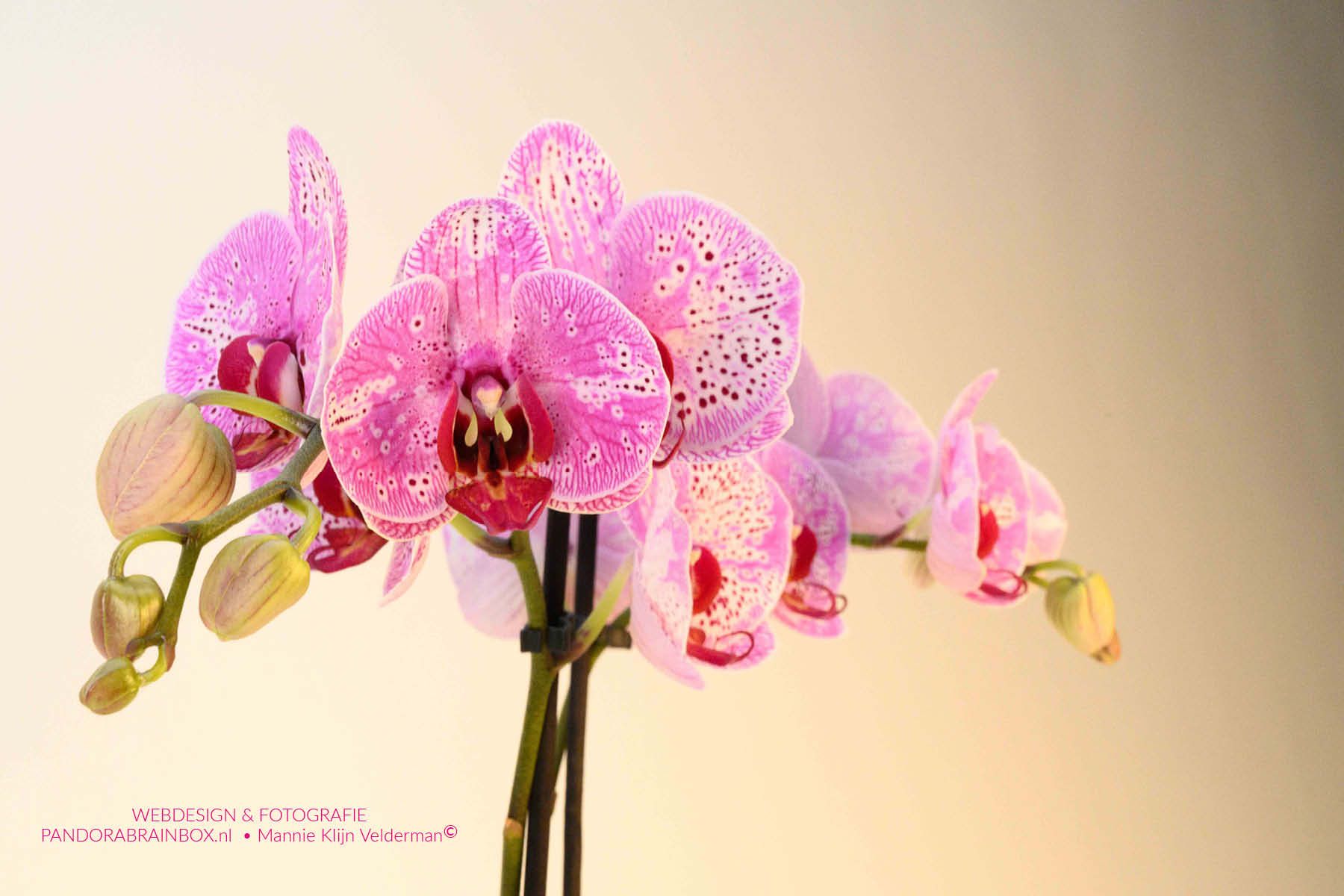 Phalaenopsis sfeerfoto