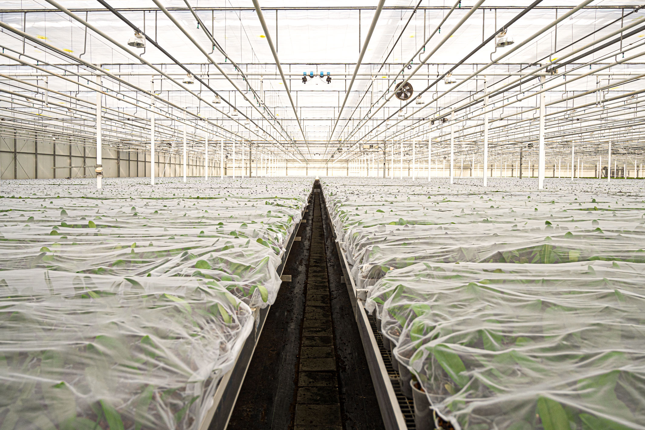 bedekken van de opkweek geeft betere groei