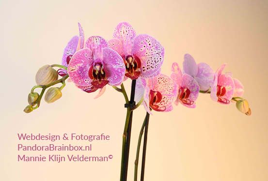 WEBDESIGN EN FOTOGRAFIE door Mannie Klijn Velderman, PANDORA BRAINBOX
