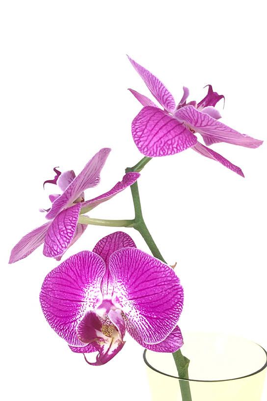 magenta orchidee, 3 bloemen op een vaasje.